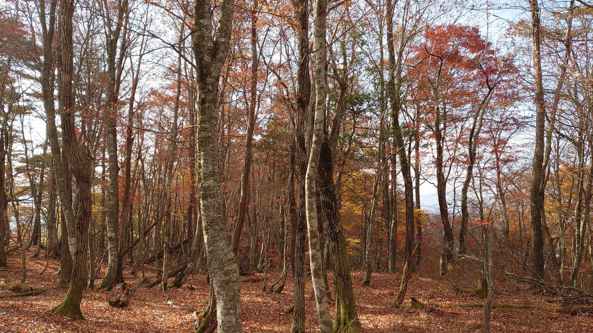 奥ヶ追山の写真