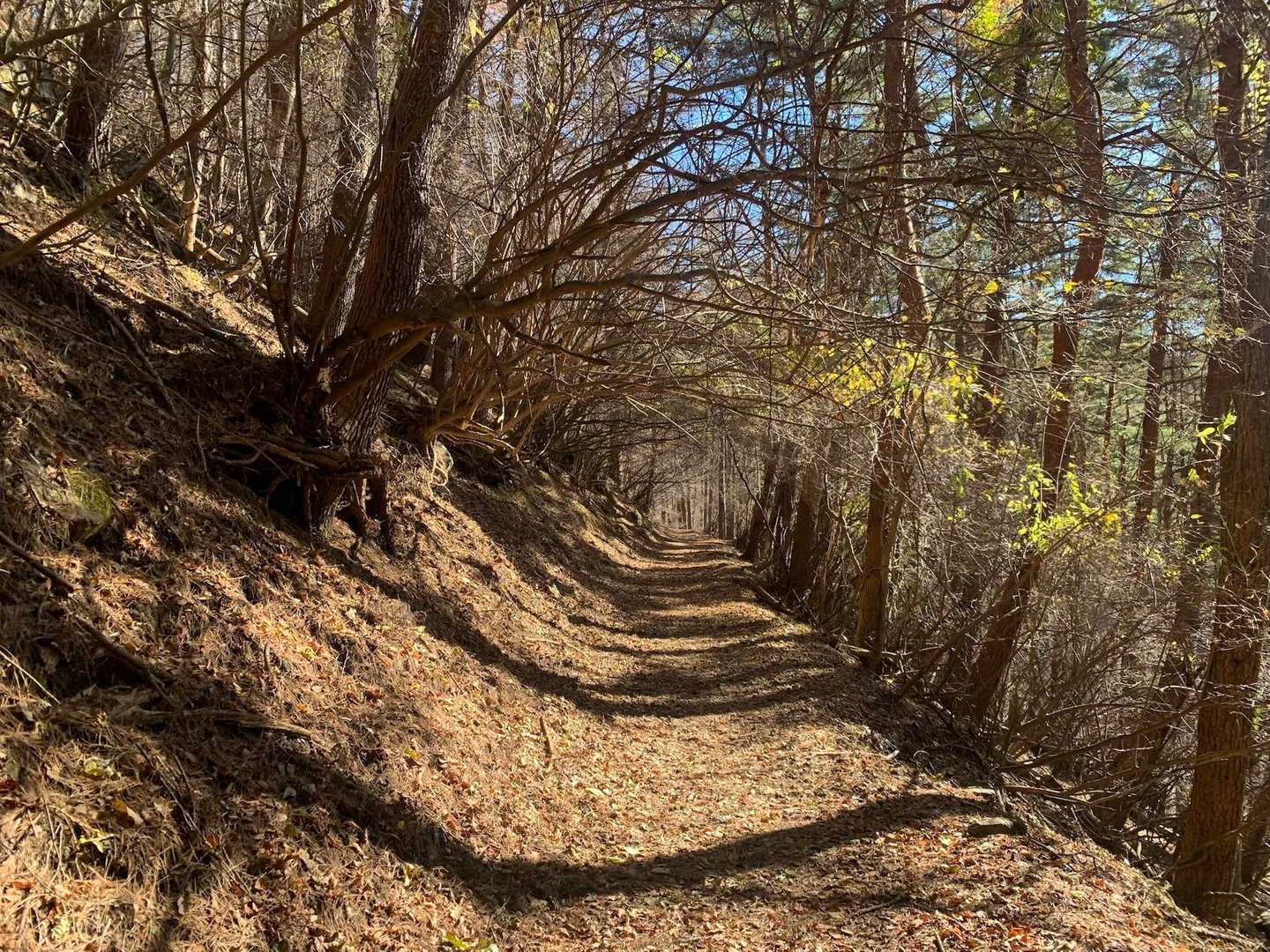 急な登山道終わり
ウキウキ歩く
いい道だ