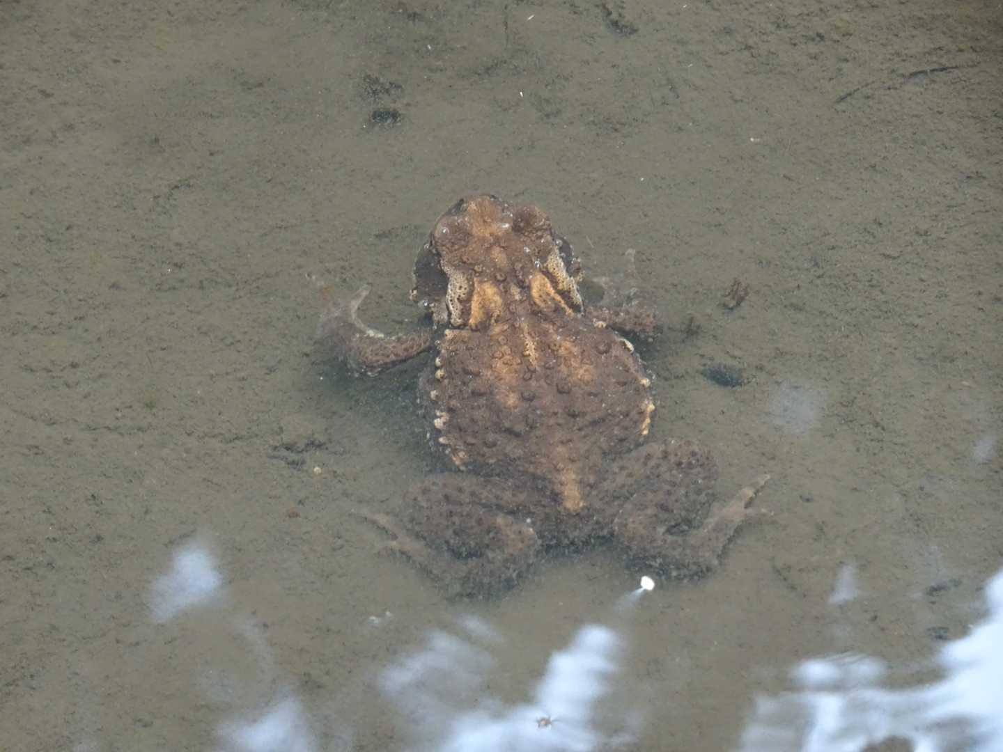 親分🐸
他にもメダカやタニシ、ヒメゲンゴロウ？（ちっちゃいゲンゴウロウの種類）なんかがいました。