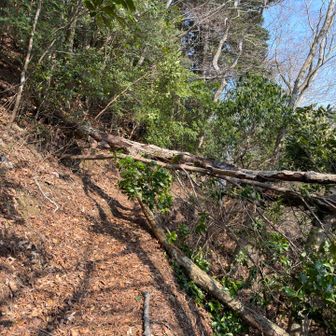 これは潜りやすい倒木。
これ以外に潜りにくいのが2箇所ありました🌲