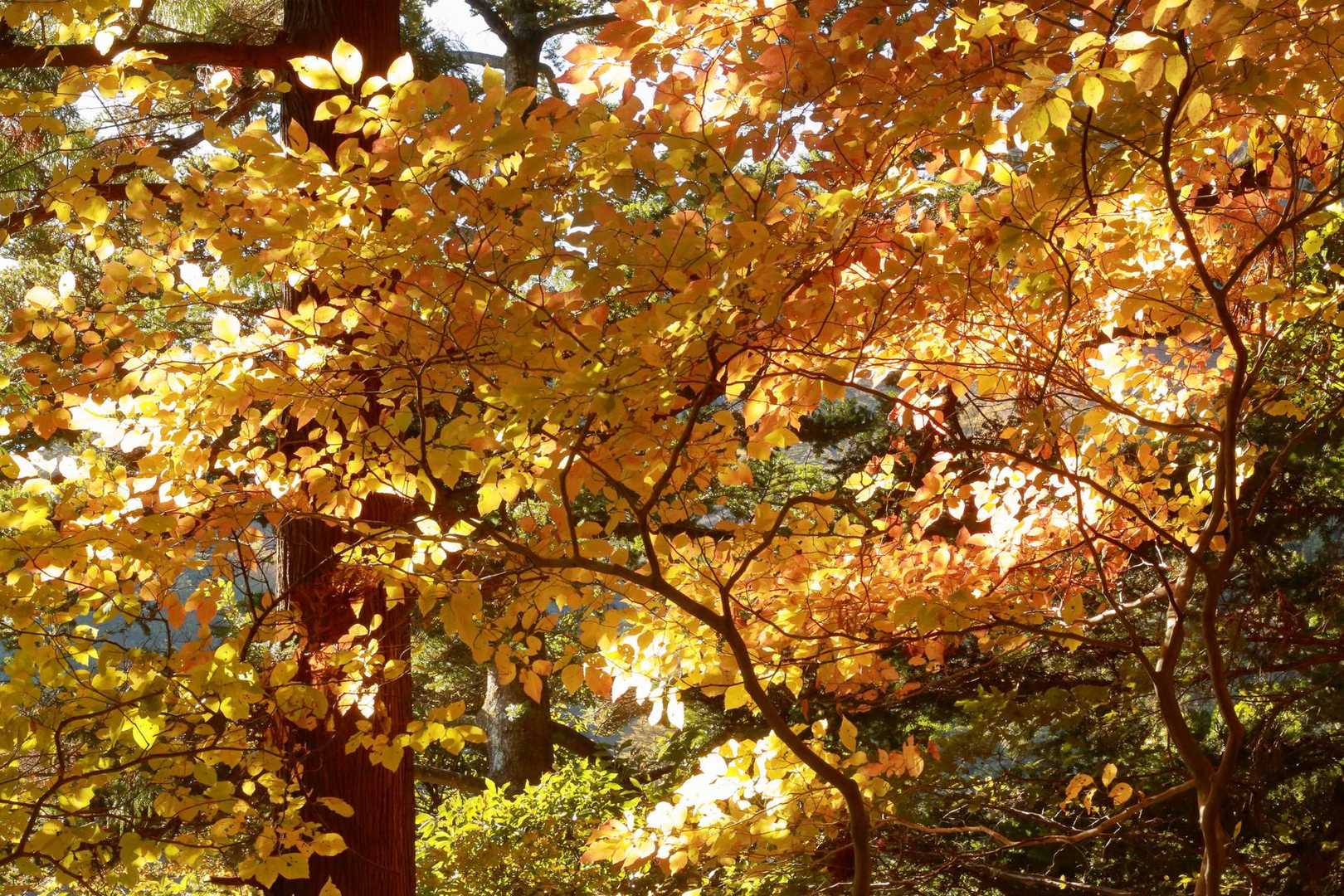 ヤビツ峠-大山-阿夫利神社駅 縦走コースの写真