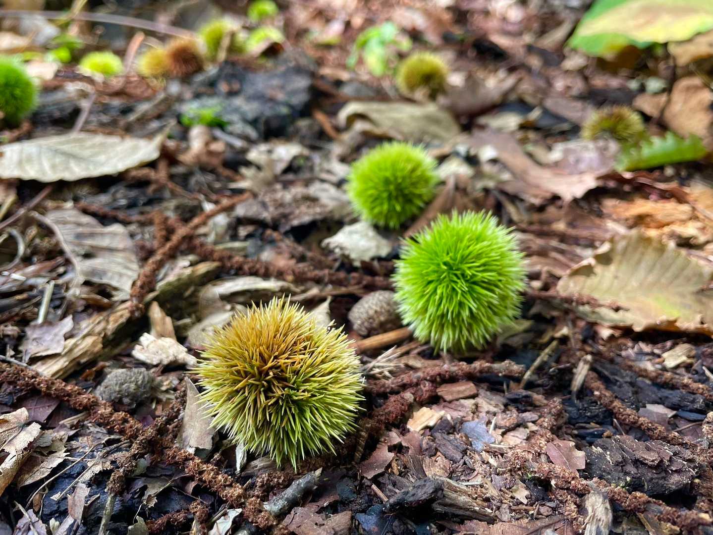 山栗がいっぱい落ちてます🌰