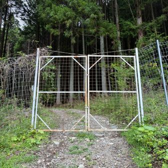 シカ柵を越えて、本格的な登山開始です