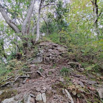 歩きづらい急登（下り）
根っこが🫯