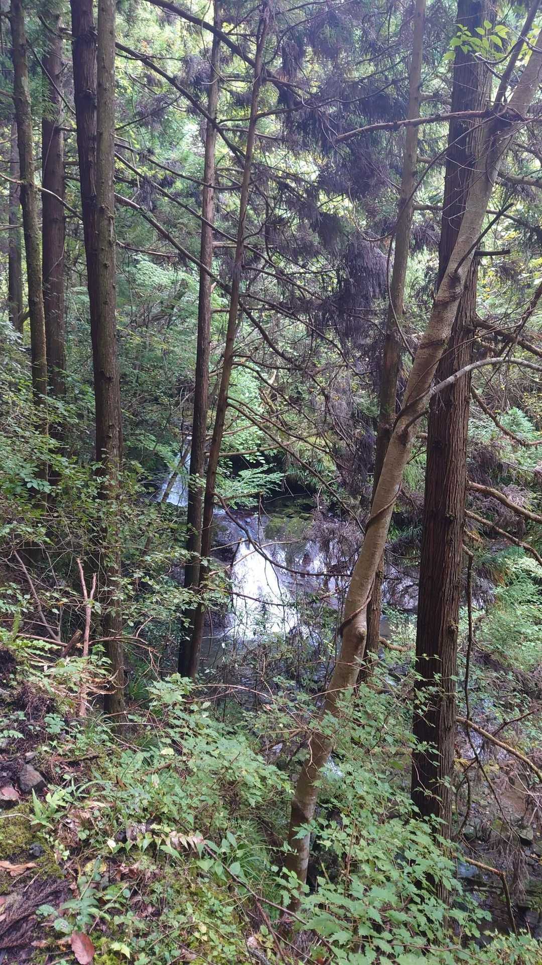 遠くに見えた滝🚰