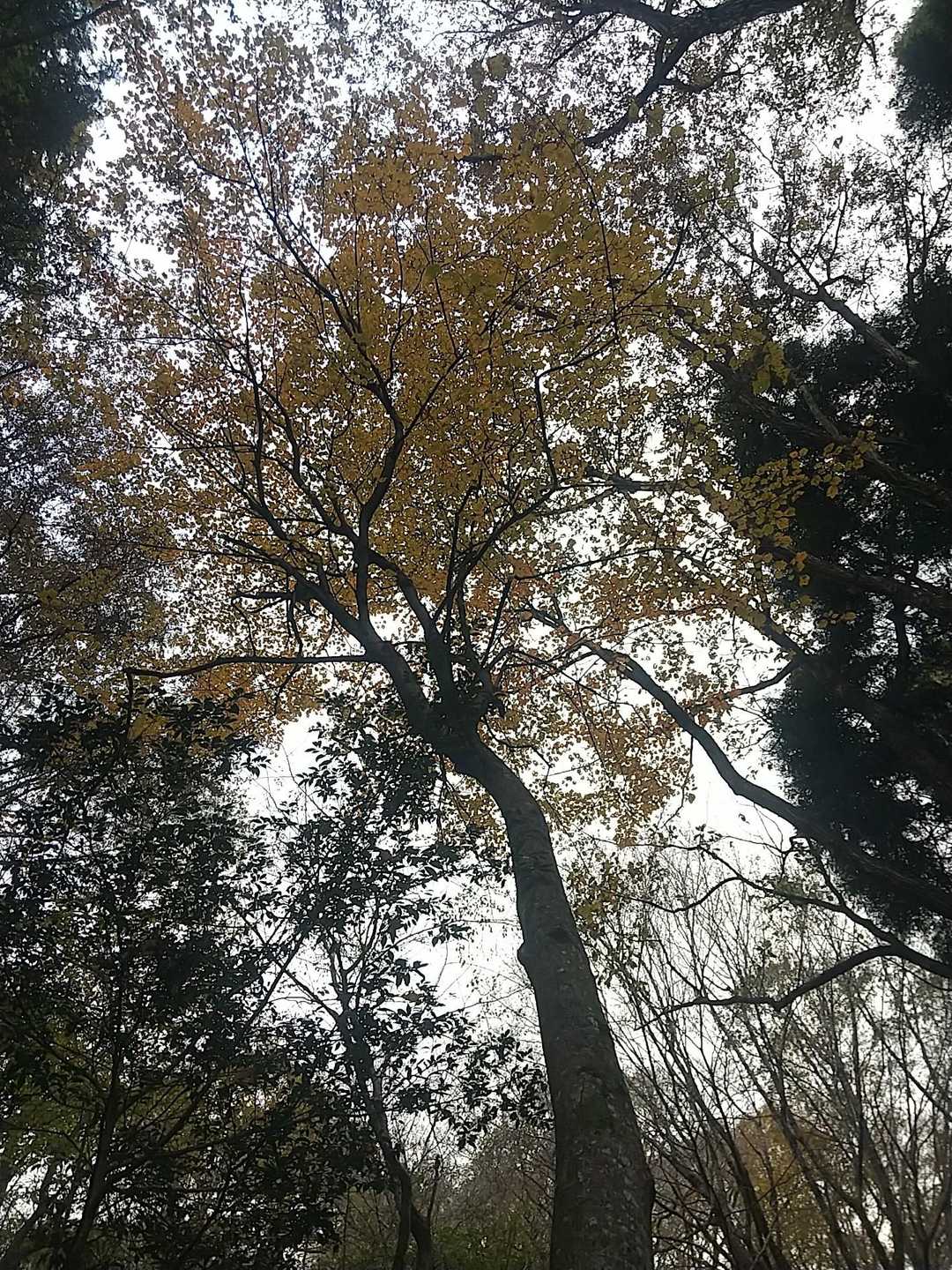 今日、唯一のウリハダカエデ🍁みぃ～つけた🎶