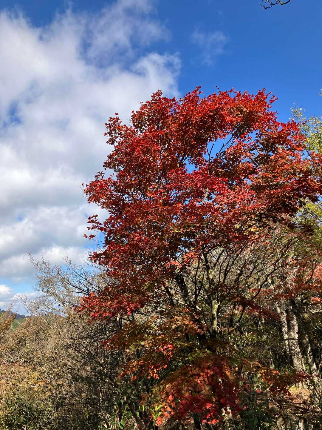 赤い紅葉が青い空に映える🍁❣️
魔の2時ごろ、不幸が待ち受けていようとは、その時はつゆ知らず。