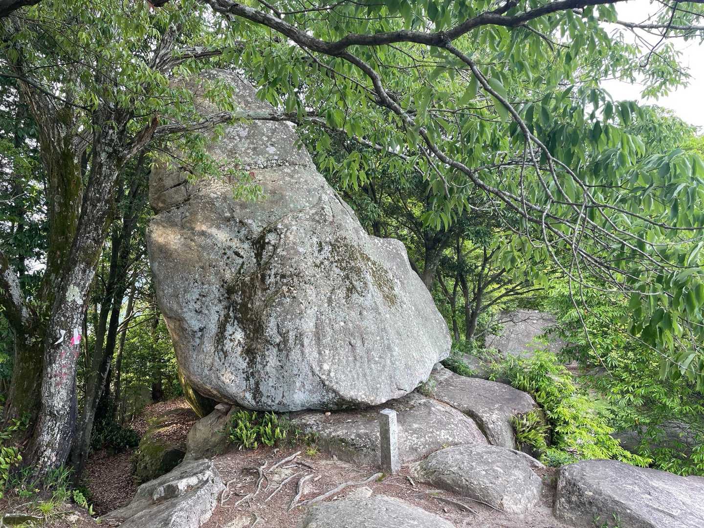 武田山 往復コースの写真