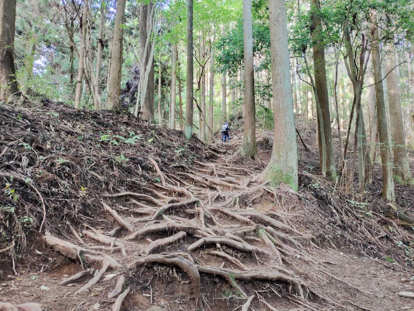 陣馬山名物の根っこの階段です
標高差で3～400㍍あったと思います
しんどかった～😅