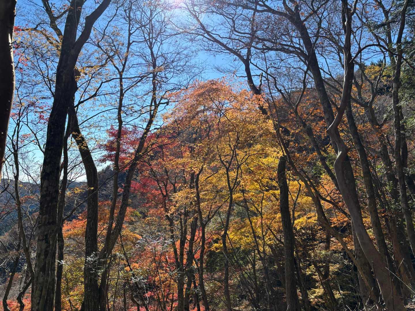 紅葉