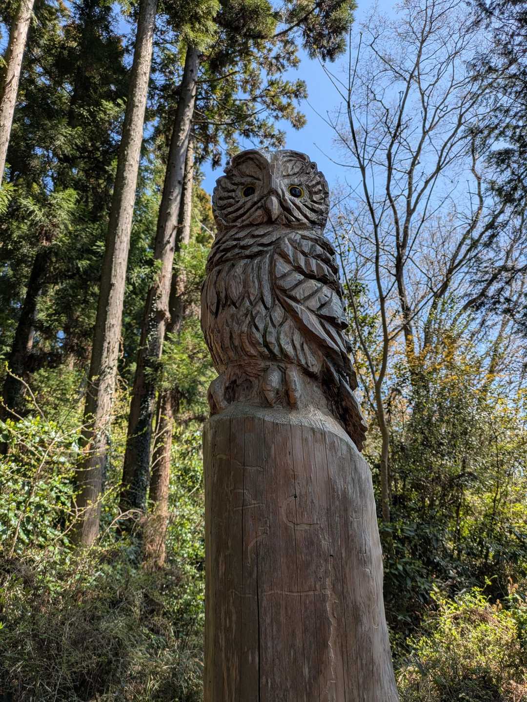 フクロウ🦉