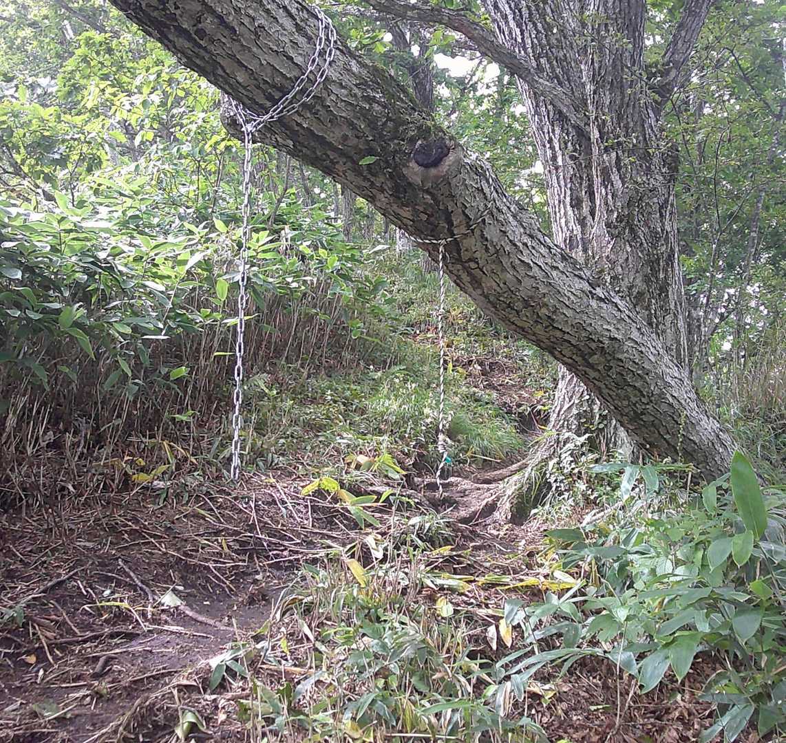 もう直ぐ「一の森」の所に。
この樹が危ない（頭ぶつけないでね）の注意喚起かな？