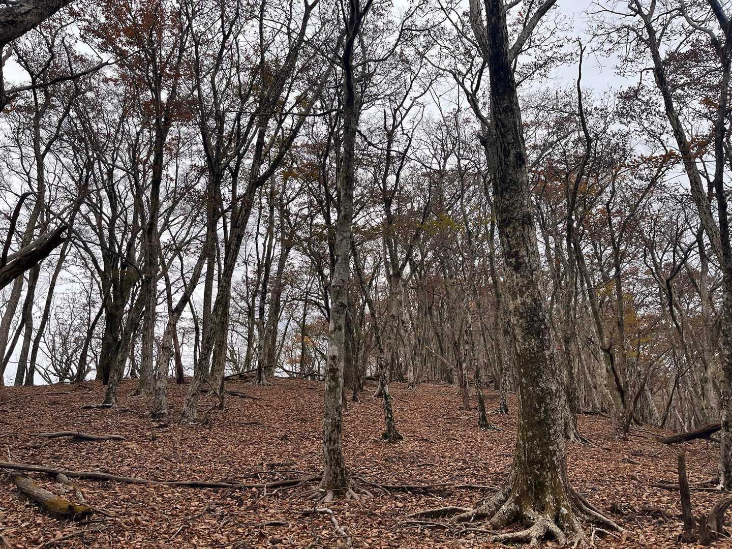 高塚山登山口-高塚山-石楠山-石楠越-石楠山-山犬切-七遍 往復コースの写真