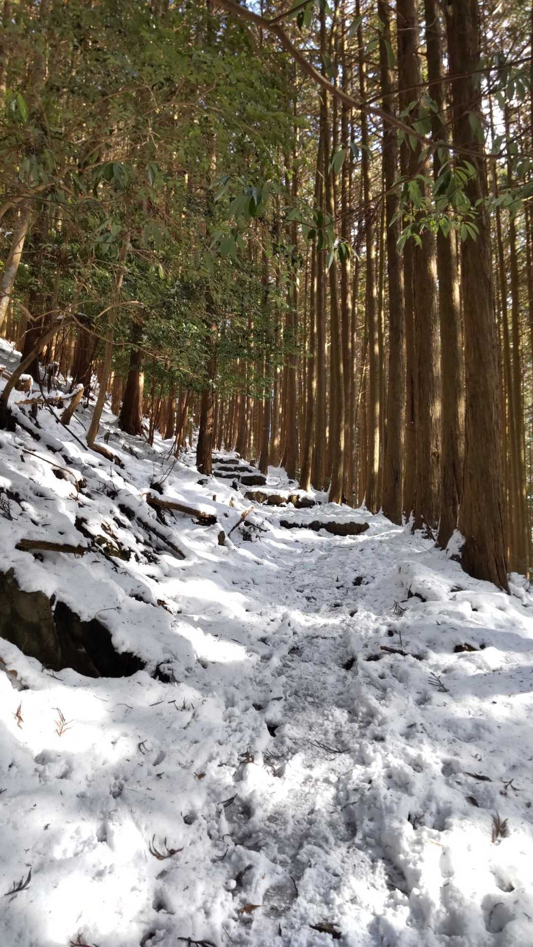 この辺りから
チェーンスパイク装着