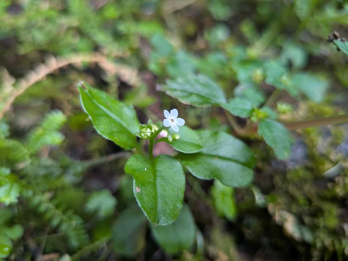 めちゃくちゃ小さな花。ワスレナグサで合ってます❓