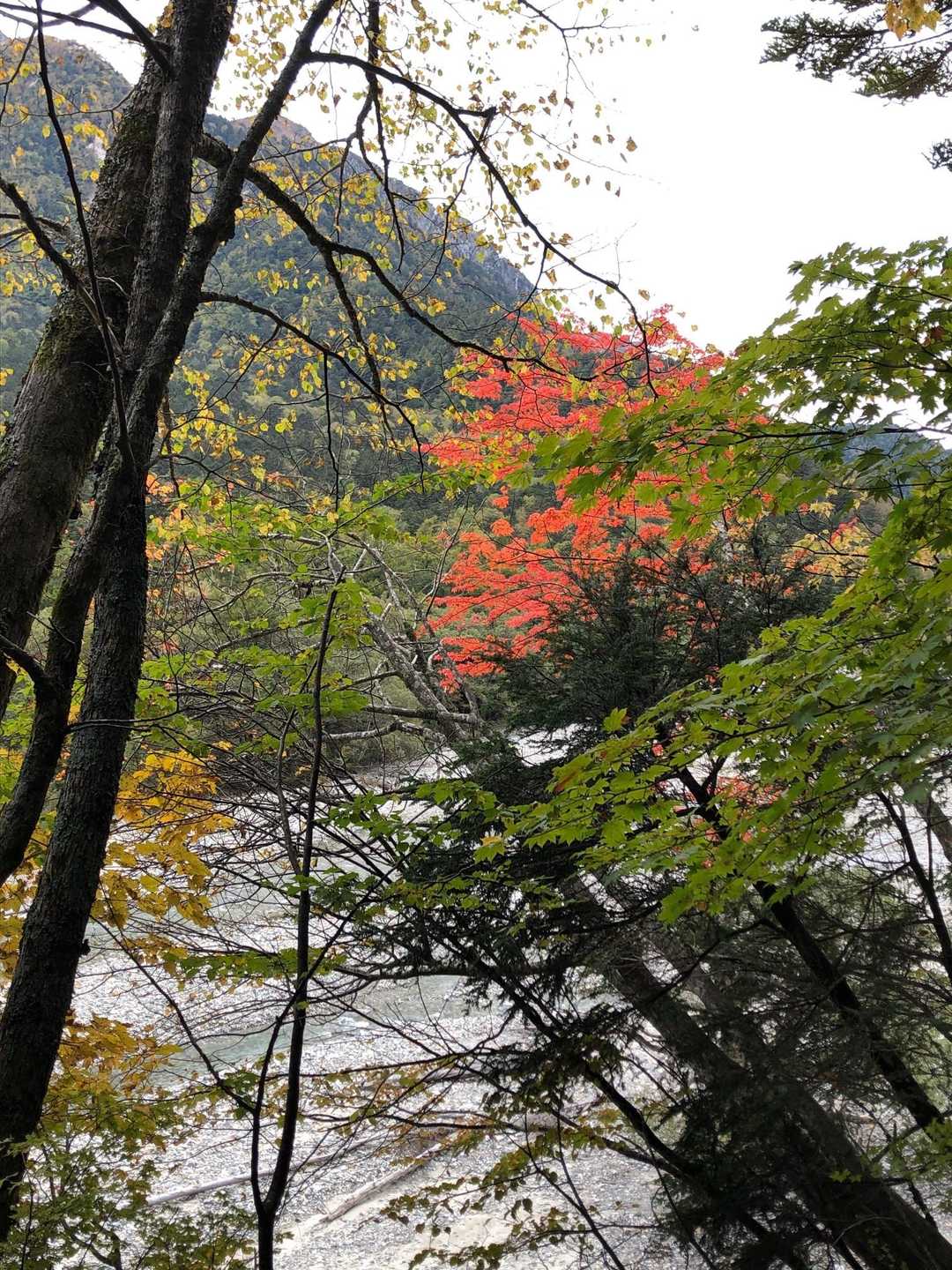 上高地バス停-河童橋-徳沢登山口 縦走コースの写真