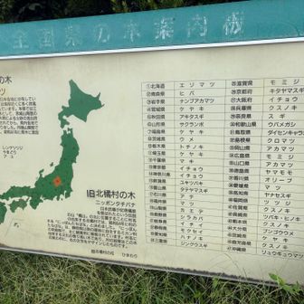 群馬県の木はクロマツ