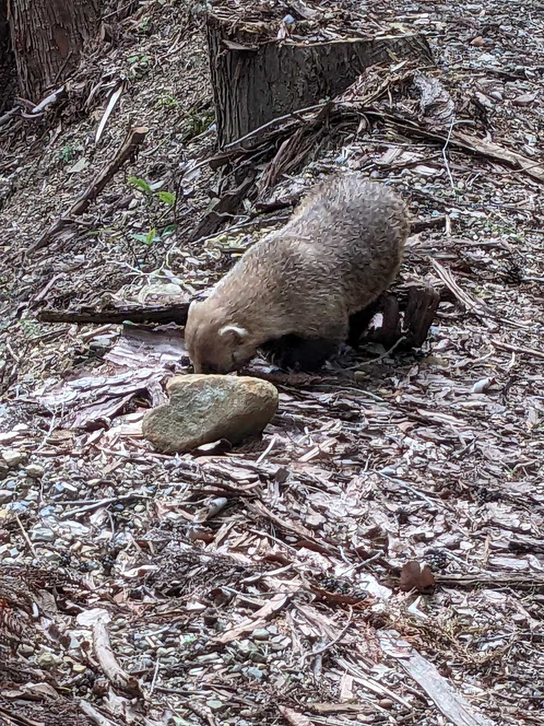 アナグマですね