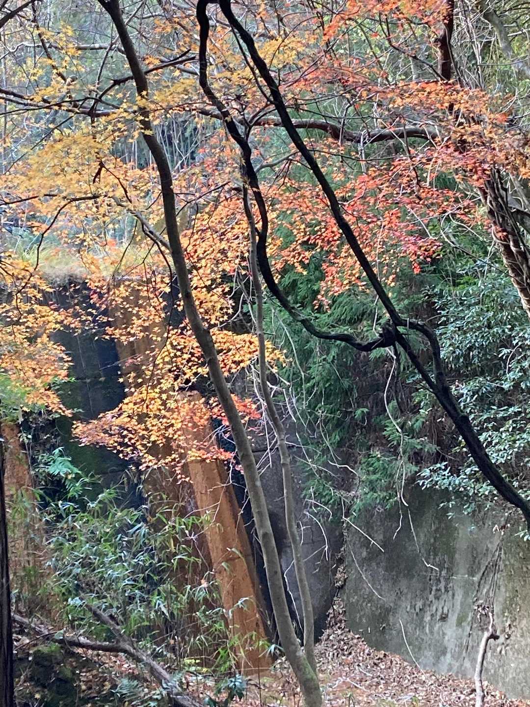 山でも紅葉🍁はあります〜