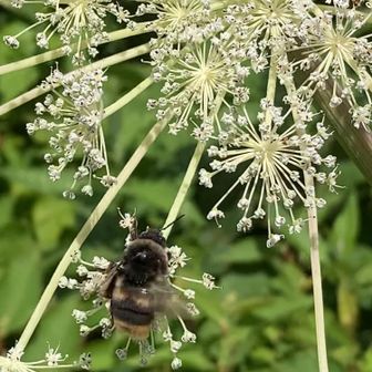 花粉団子を作るのに必死なマルハナバチ

農作物の受粉に活用される種
めっちゃええ子や🥺
