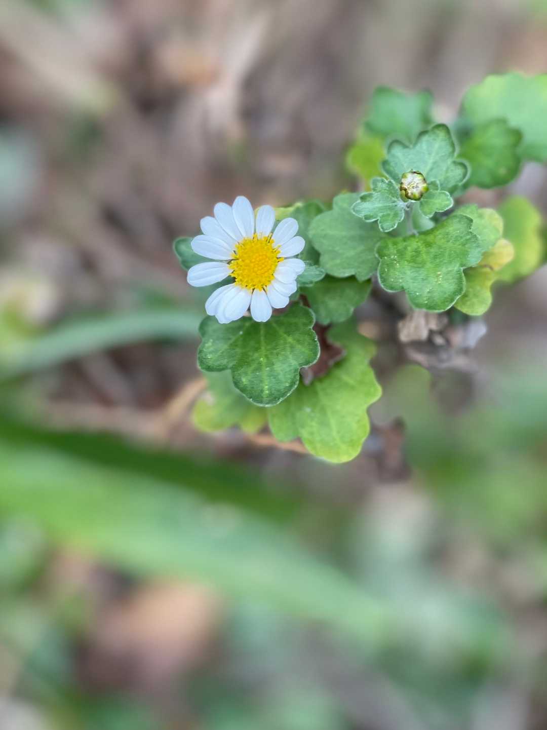 野菊