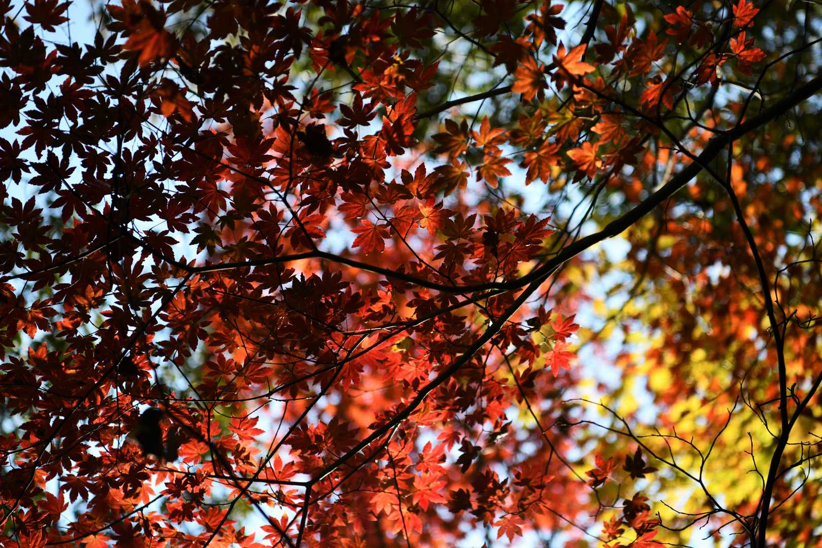 紅葉もまだ残っていた。