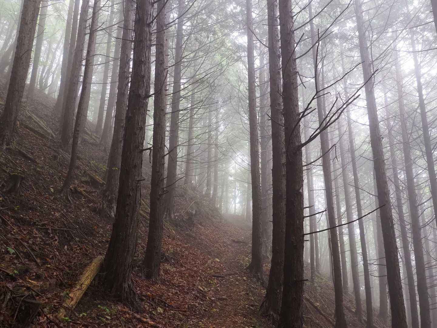 日留賀岳 往復コースの写真