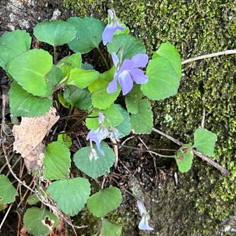 反対側には
タチツボスミレ
