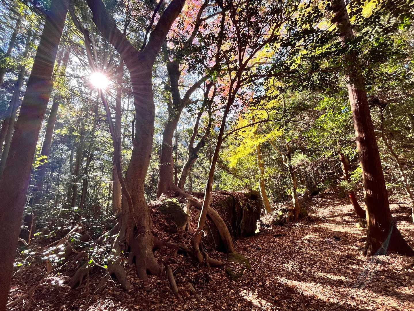 木漏れ日歩き🌳✨️
気持ちいいです‪𓂃𖤥𖥧𖥣⋆*