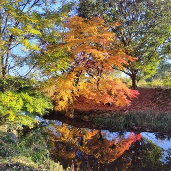 映る紅葉ゲッツ🍁