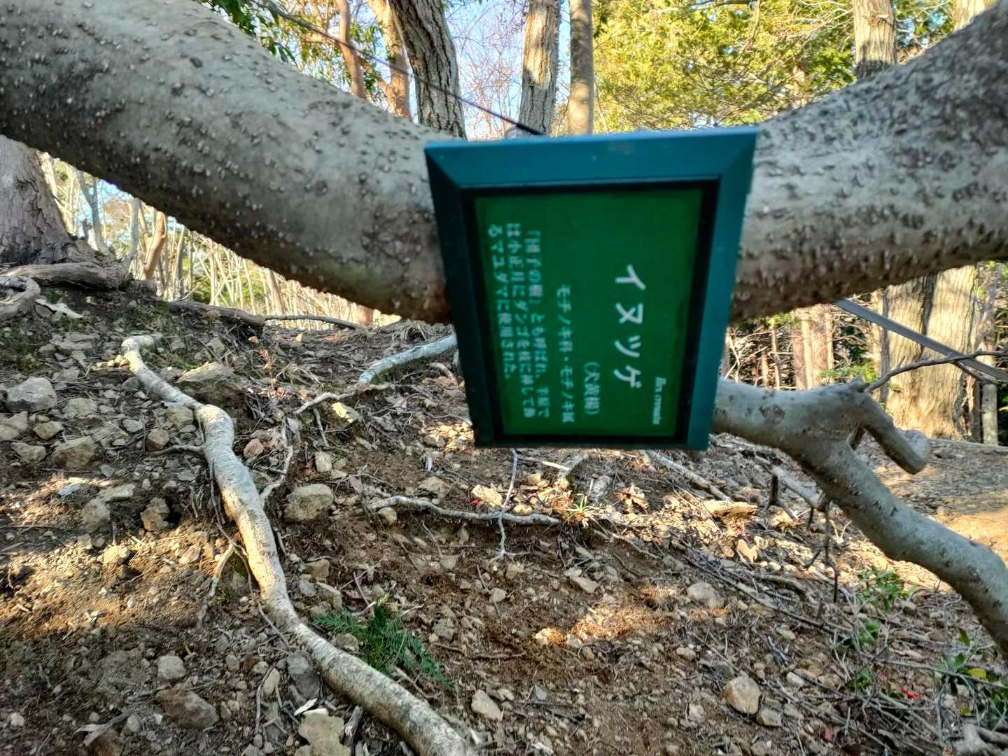 倒木はイヌツゲ