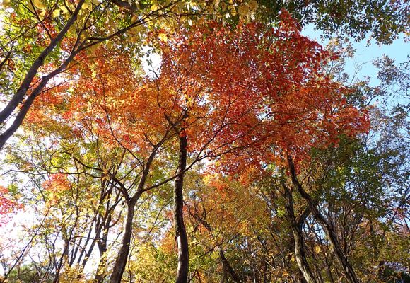 高頭山（福井県）（福井・746m）| 登山ルート・天気 | YAMAP / ヤマップ