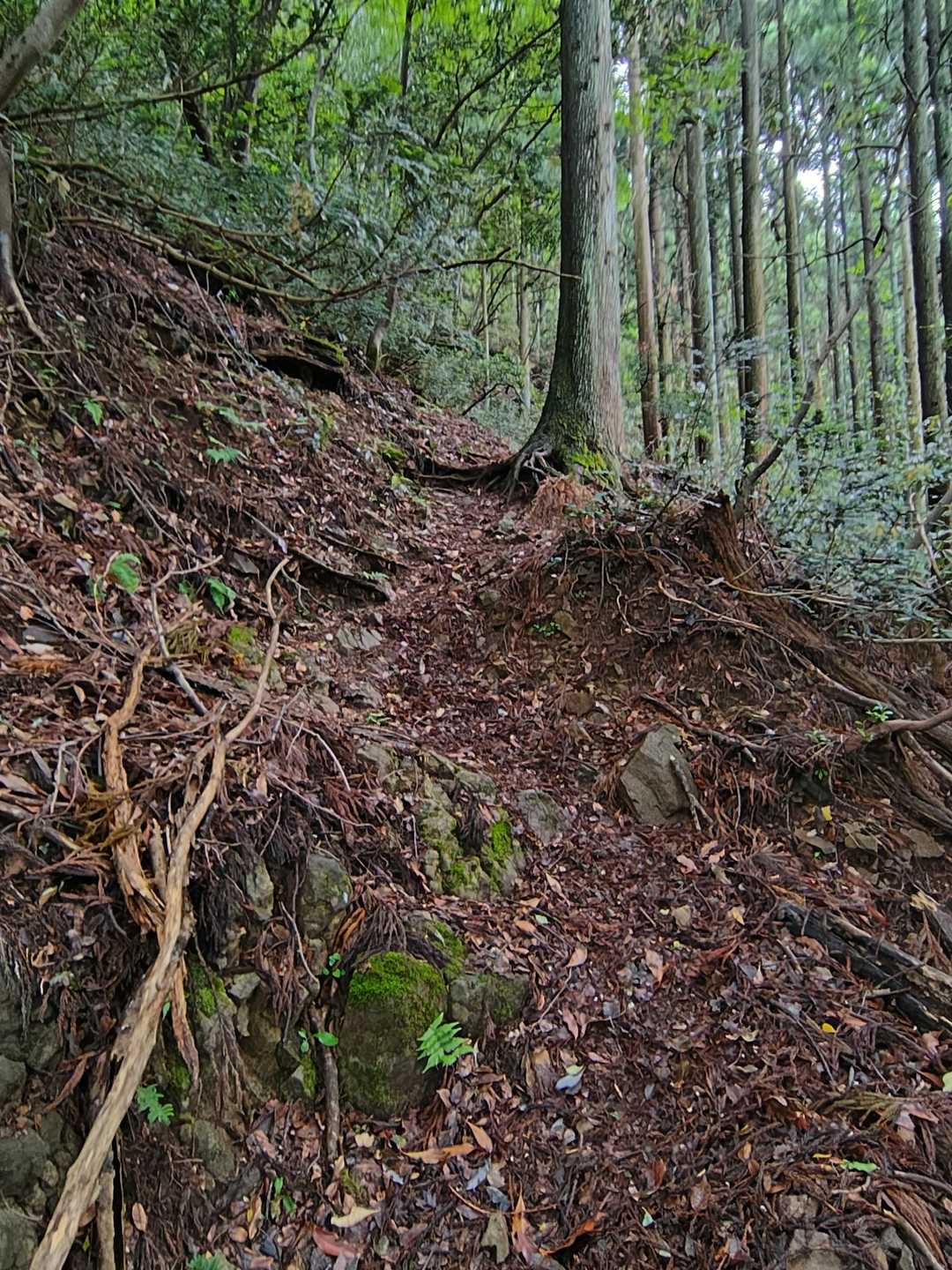 だんだん急な登り道になってきた😅