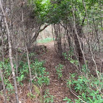 木のトンネル。
この辺は尾根歩きな感じで楽しかった😄
リス走ってた🐿️