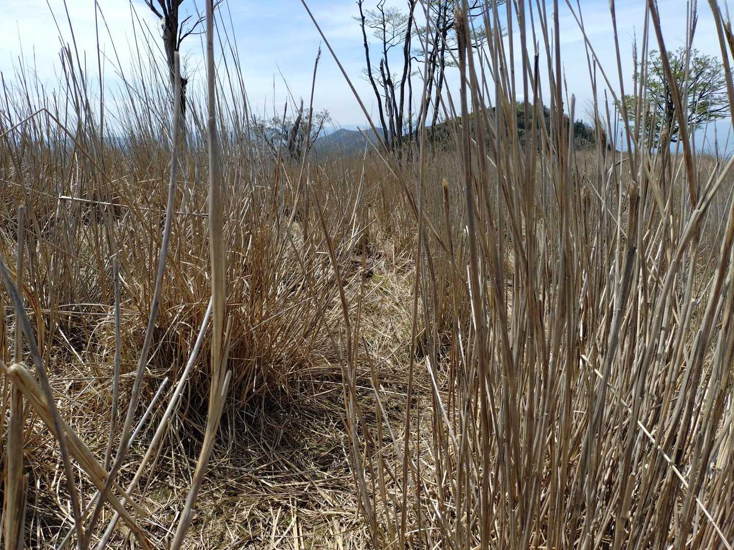 私の背より高い枯れススキ🌾🌾
こりゃあ秋だと道がわかんないかもね⚠️
しかも、明るい茶色に黒斑点の🐍に遭遇して身体が強張ってしまった😭