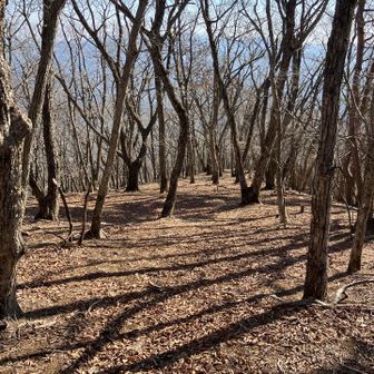 尾根が広がり、支尾根に迷い込みそう。