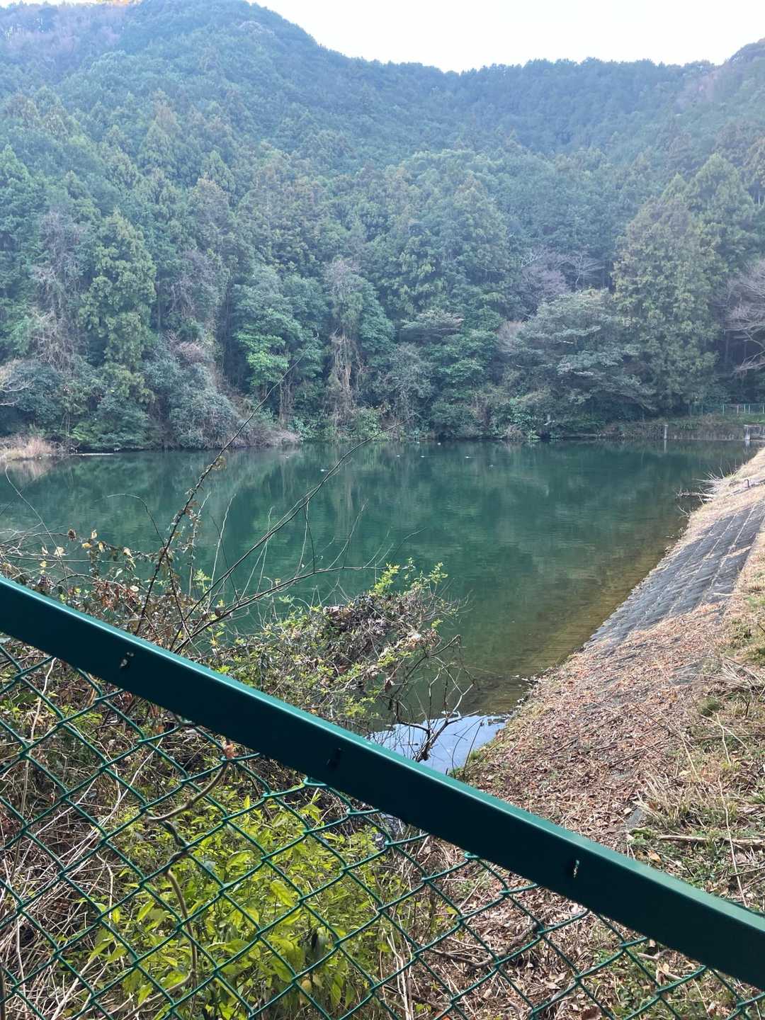 池を右手に見て林道を歩いて行きました。