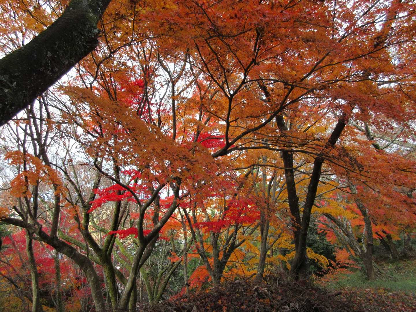 丹羽長秀陣跡-織田信長陣跡-虎御前山  往復コースの写真