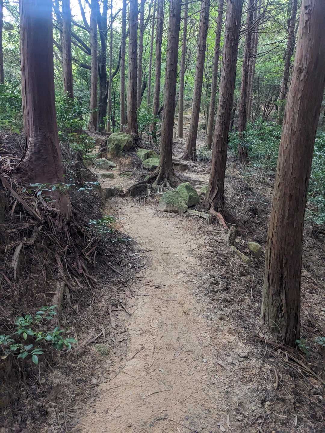 この道、好きなんですよねー