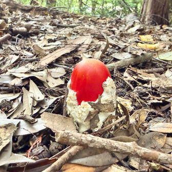 タマゴダケ🥚赤ちゃんはスクスク成長していました😆✨