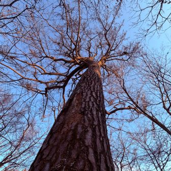 　　威風堂々〜 ᕦ(ò_óˇ)ᕤ