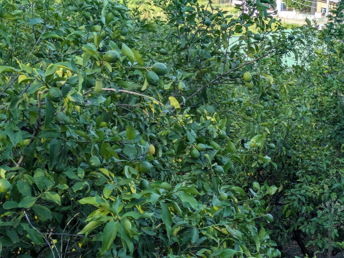 レモン🍋畑
瀬戸内の島を感じます
