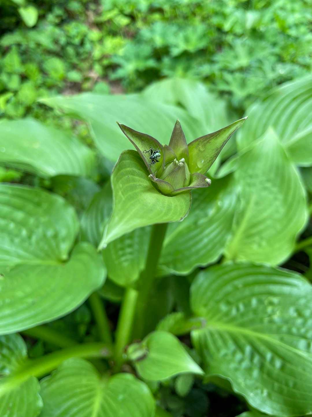 オオバギボウシ？
日当たりが良いからか、山の上の方が花が咲いている&咲きそうな株をたくさん見かけました。