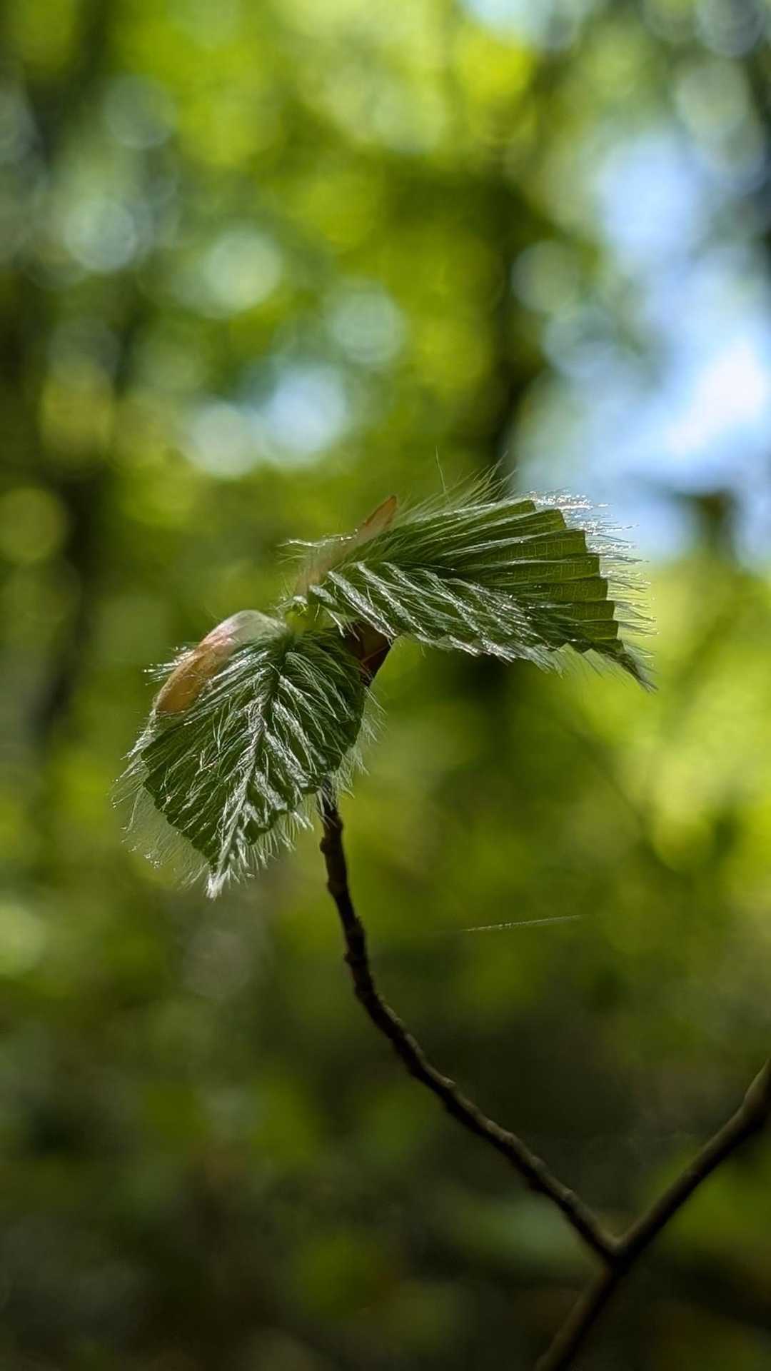 ブナの新芽🌱産毛がキラキラしています✨