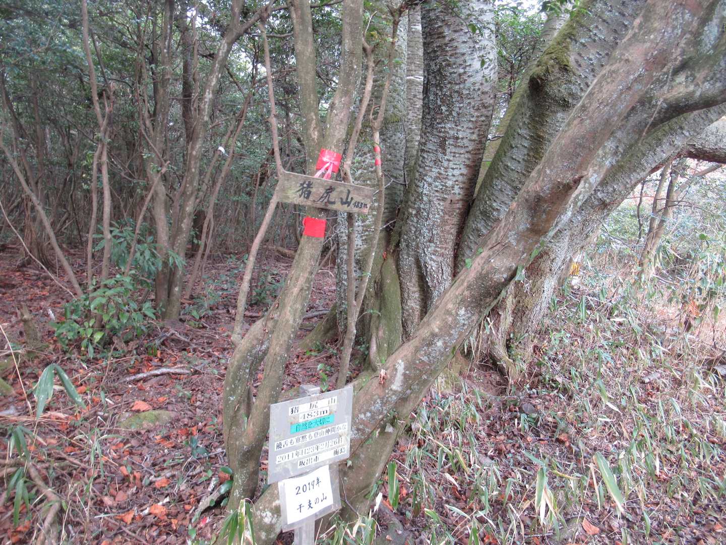 舗装路のすぐ側、見えてるところにある、YAMAPのランドマーク「猪尻山」