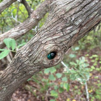 木にガラス玉が埋め込まれている感じです