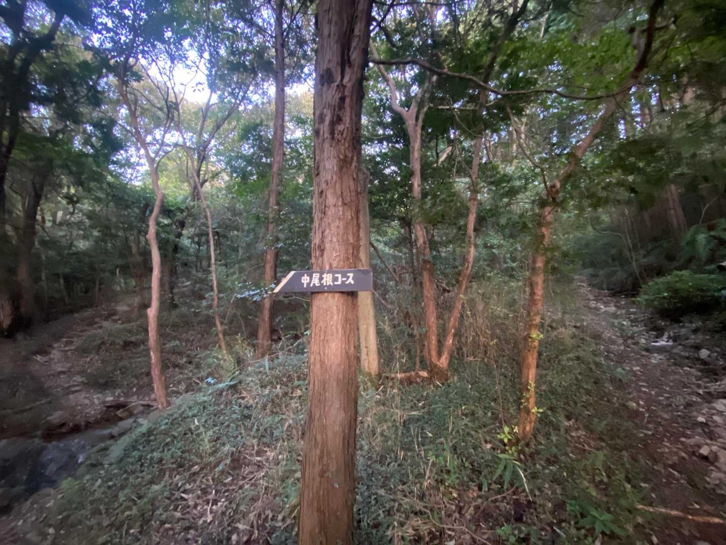 低山で多くの方に愛されている茶臼山はルートが本当に多くて、ホント遭難注意の山だとすごく思う💦
