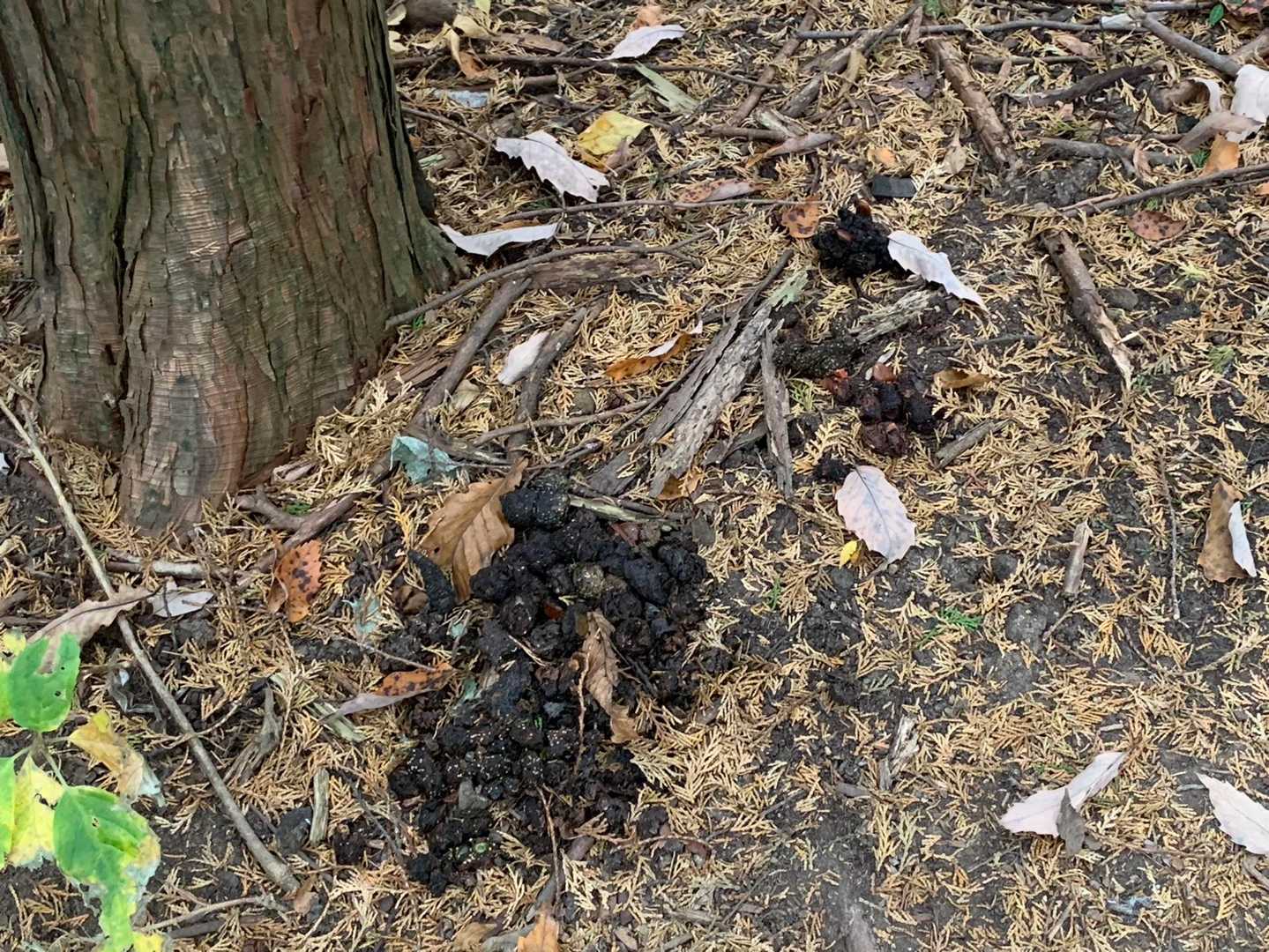 3ヶ所位ありました💩
🐒？🦌？🐻じゃないよね？
