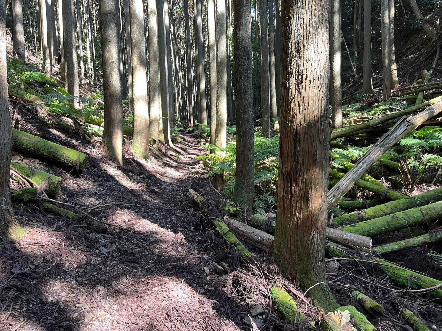 倒木の苔も美しい ✨