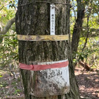 稜線を快適に歩き🚶鍋池山山頂
